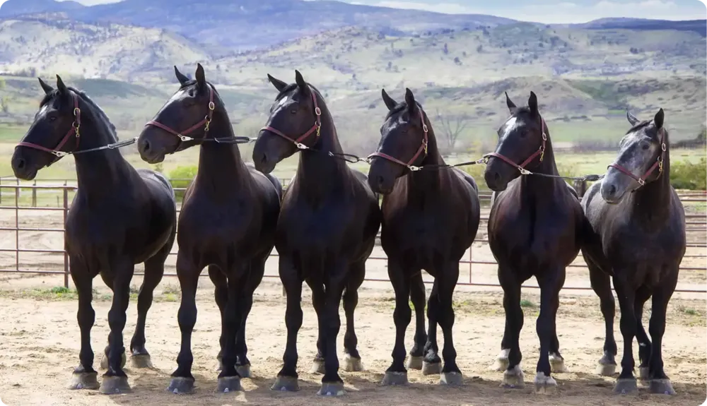 CCP Percherons hitch team in competition
