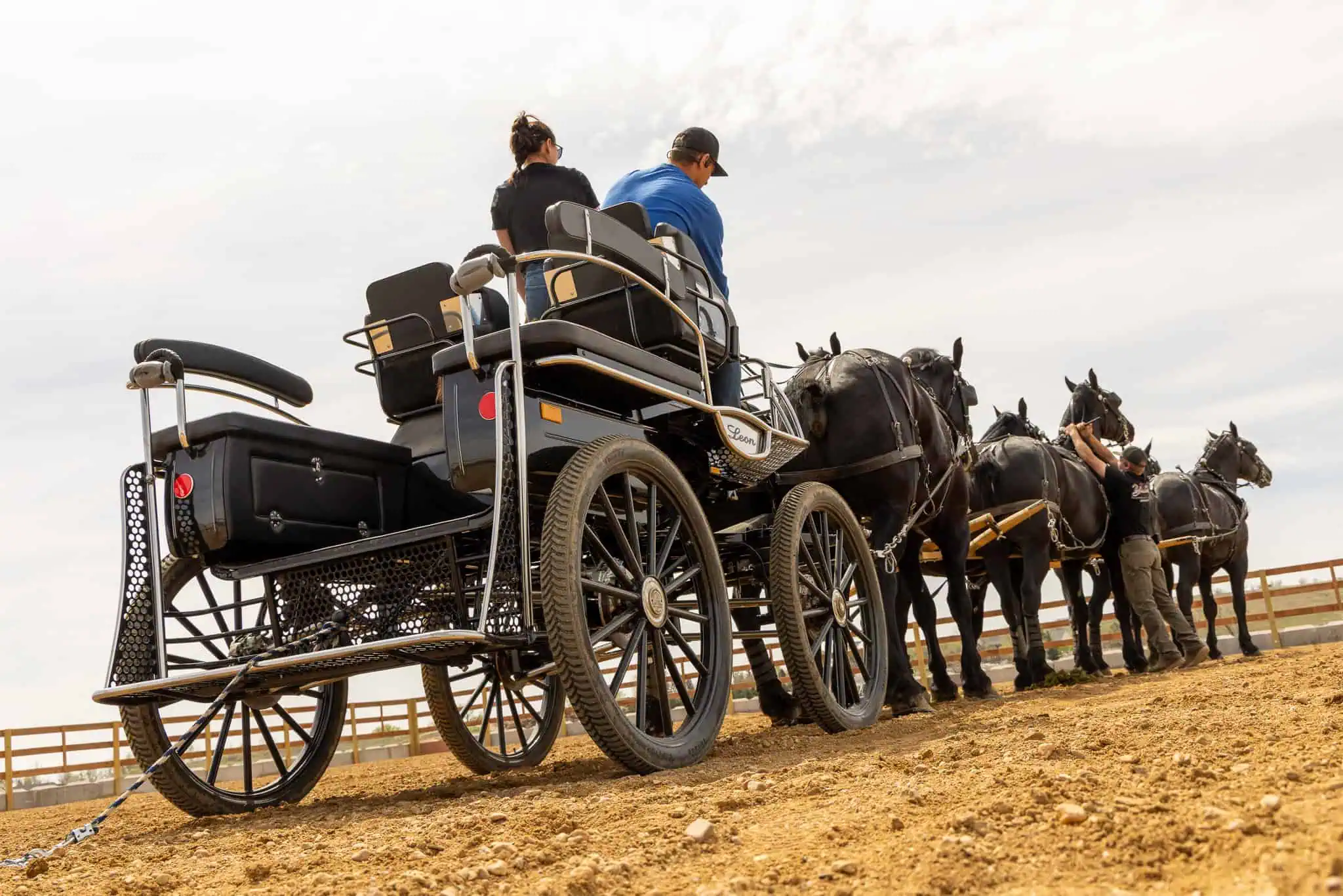 Percheron horses at Meadowlark Ranch